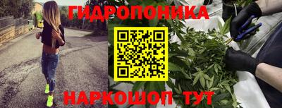 крисы Аргун